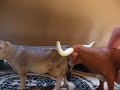 Henry and Butterscotch mating Henry and Butterscotch mating