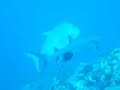 Giant Trevally, larger than white tip shark? Giant Trevally, larger than white tip shark?
