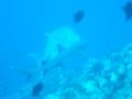 Giant Trevally, larger than white tip shark?