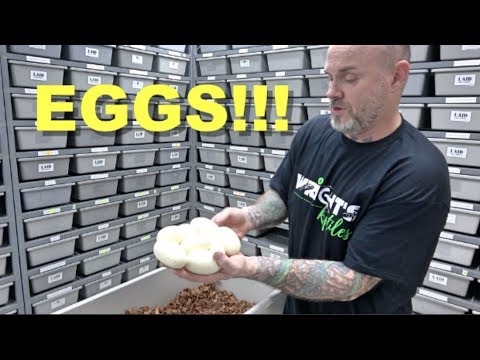 YouTube reptile video