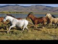 Horse Love Video