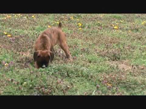 A video of Josie Playing