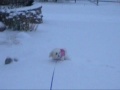 Sophie (The Zuchon) Playing In The Snow 2