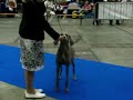Lolita @ Brussels Dogshow 2008