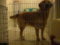 Cooper ?Prison Break - Level 3