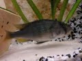 Haplochromis nubilus Haplochromis nubilus