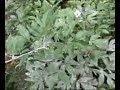 Heirloom Peonies with Mildew