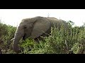 Elephant eating
