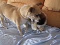 Pelea ratonero valenciano vs cachorro shih tzu por un hueso