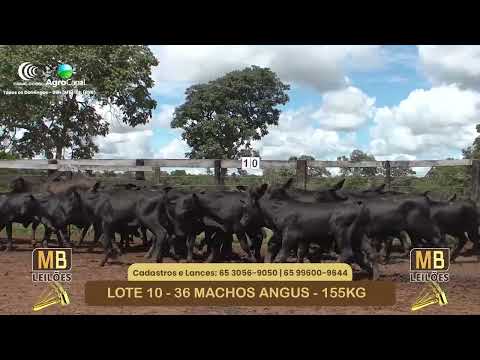 543� LEIL�O VIRTUAL MB LEIL�ES