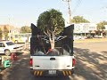 Tree Intervention Ver. 1 Tree Intervention Ver. 1