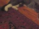 more of my cats with new toy