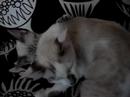 Cute cat