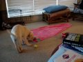 videos de MOV00620