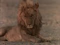 Be Prepared (real lion and hyenas)