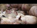 Online pork processing tour with Temple Grandin