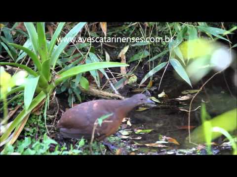 Inhambuguaçu - Cristiano Voitina