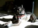 Violet in the morning sun