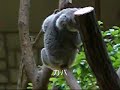 Higashiyama Zoo
