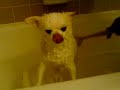 Washing the Chihuahua Icon