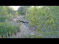 Basset Hound video