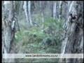 Boar hunting New Zealand