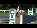 Horse for sale, NZTB G. for sale, 16.1h. 13 yrs. old