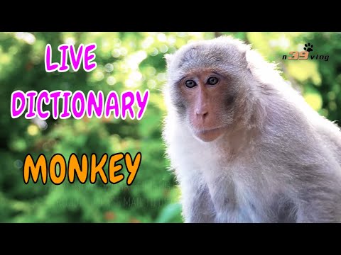 Con Khỉ - Live Dictionary