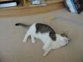 Munchkin cat Chiyo & Chopper 2 Munchkin cat Chiyo & Chopper 2