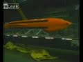 the Father Of All Bombs official test video the Father Of All Bombs official test video