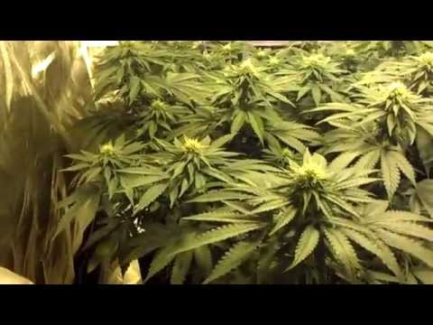 how to grow lemon og
