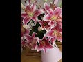 Stargazer Lilies from Bunches.co.uk