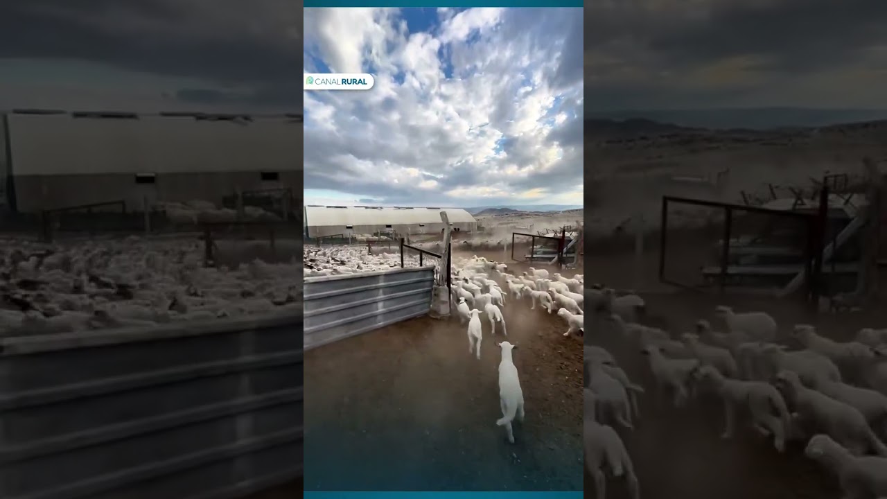 Impressionante rebanho de ovelhas em movimento