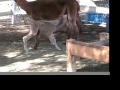 New Cria