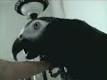 Jake..My talking African Grey Timneh