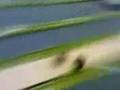 videos de Zwei Bauer im selben Wurf