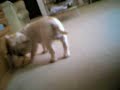 My Funny Lil Westie Dog Tammy My Funny Lil Westie Dog Tammy