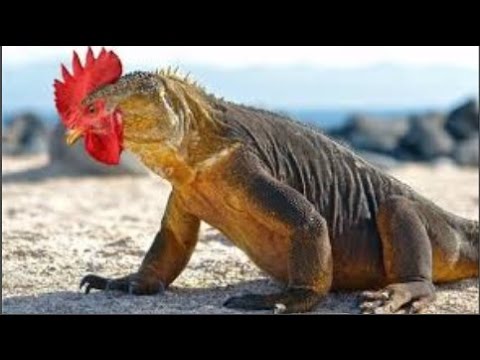 Tonton Nyata Unik Inilah 15 Hewan Paling Aneh Dan Langka Di