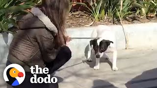 Woman sleeps on kitchen floor with terrified dog to help him feel safe | The Dodo Heroes by The Dodo