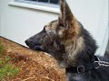 Audrey - The story of her rescue