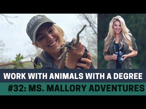 YouTube reptile video