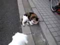 ぱこたんとにゃんこ先生