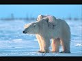 Cute Animals