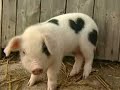 Valentine  Pig
