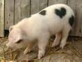 Valentine Pig