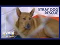 KETC | Living St. Louis | Stray Dog Rescue