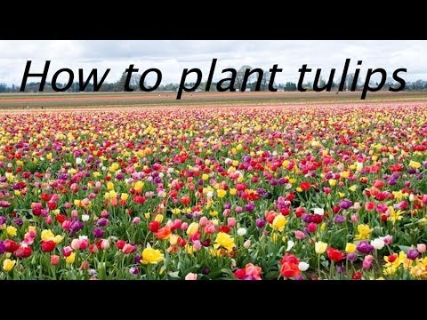 how to replant potted tulips