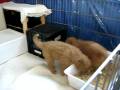 videos de Nov 27 Bombay goes into pen for the first time