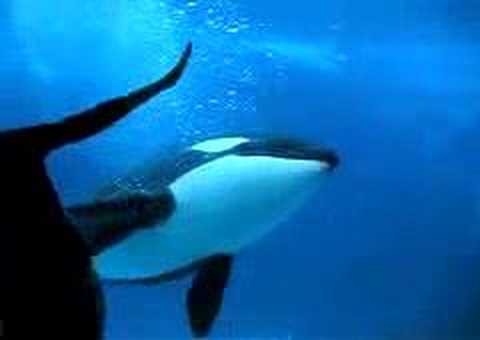 Watch 'Orca, el delfín más inteligente del mar - sabe imitar'