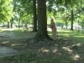 ODYC Trailer